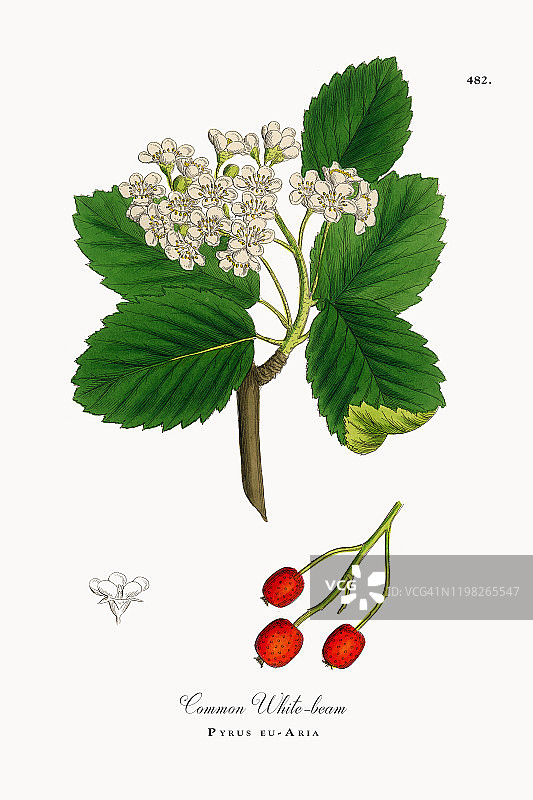 梨-欧-咏叹琴，普通白木，梨-欧-咏叹琴，维多利亚植物学插图，1863年图片素材