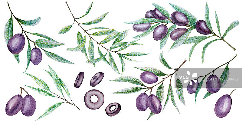 水彩黑橄榄树枝叶水果集，现实橄榄植物插图孤立在白色背景，手绘，新鲜成熟的樱桃收集标签，卡片设计概念。图片素材