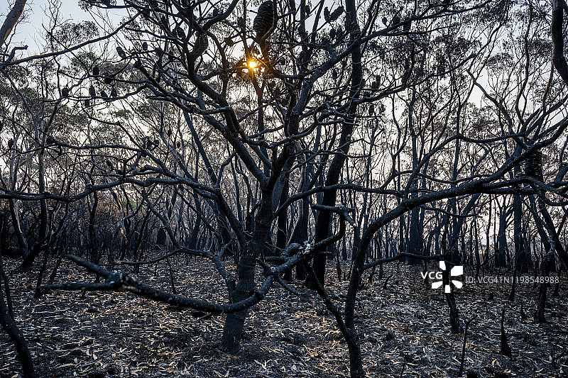 烧焦的树木和夕阳，森林大火，澳大利亚的丛林大火图片素材