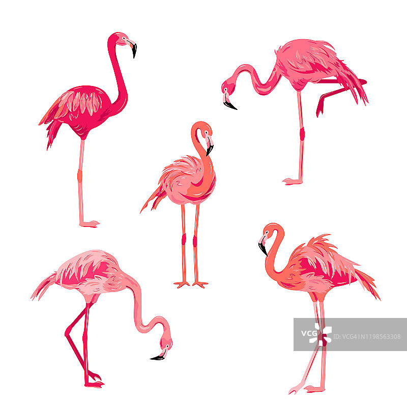 粉色火烈鸟设置矢量插图。图片素材