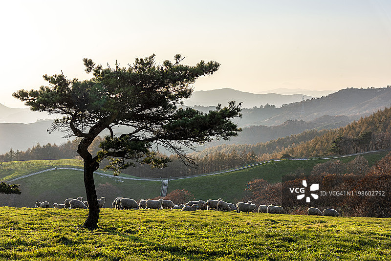 韩国大墙岭下午的绿地景观图片素材
