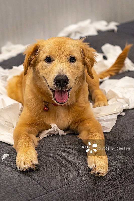 可爱的金毛猎犬在沙发上玩白色的纸巾图片素材