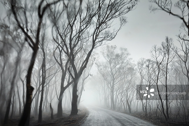 驾车行驶在烟雾、雾、雾和雨弥漫的黑暗森林中的乡村道路上图片素材
