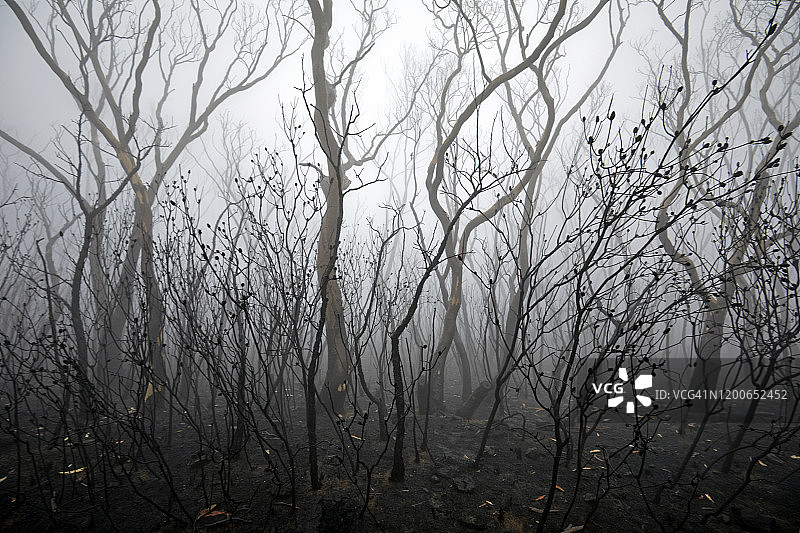 烧焦的树木在大气烟雾，森林火灾烟雾和雾后，丛林火灾，澳大利亚图片素材