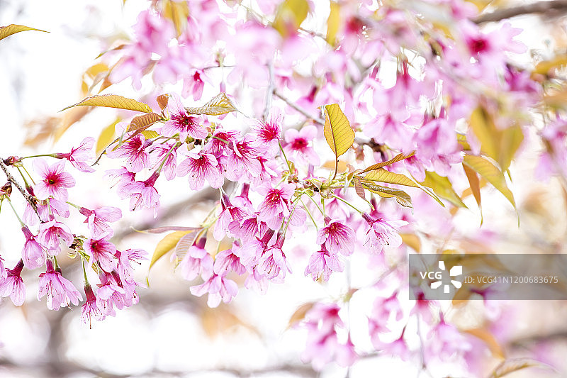 美丽的粉红色樱花，野生喜马拉雅樱桃(樱)图片素材