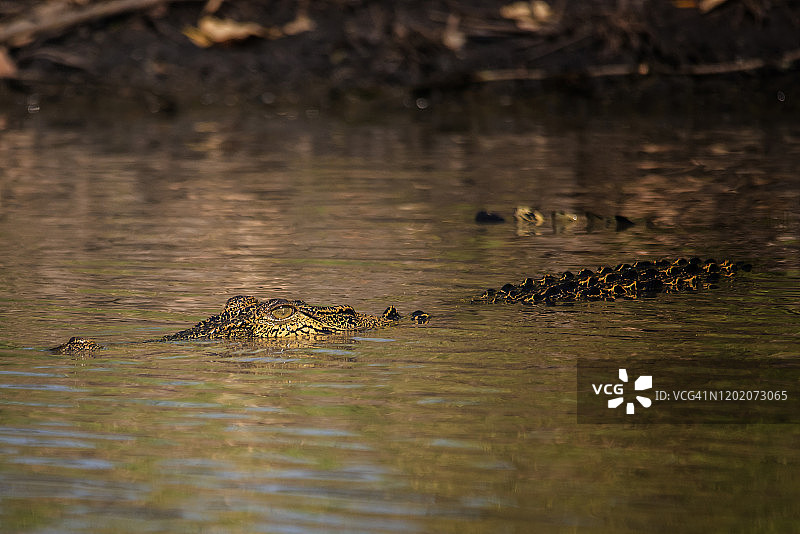Corroboree湿地的咸水鳄鱼。图片素材