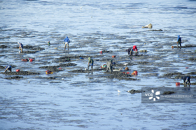 冬季，一群渔民在马萨伊普斯维奇的退潮中挖掘蛤蜊图片素材
