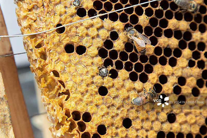 从蜂房孵化的蜜蜂图片素材