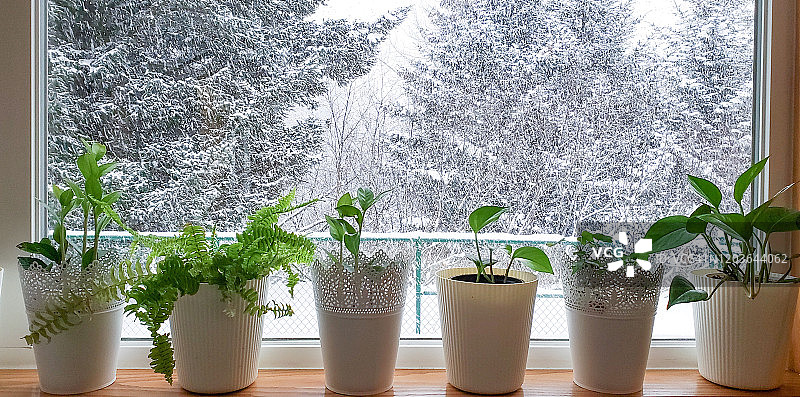 窗外有室内植物，外面有雪图片素材
