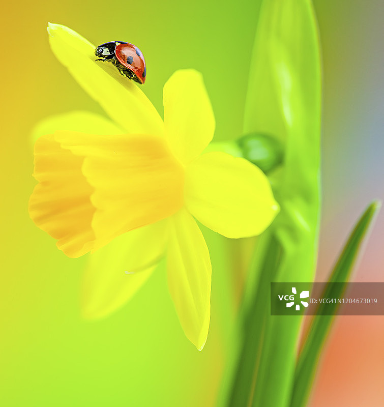 瓢虫在黄水仙花上图片素材
