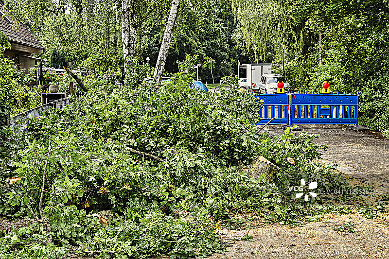 一场暴风雨过后，德国柏林一棵倒下的树的残骸。图片素材