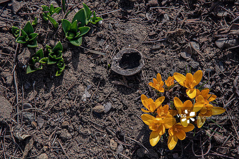 俯视图黄色番红花和绿色郁金香的叶子发芽从棕色的土壤地面。新生活的开始。春天背景与复制空间。图片素材