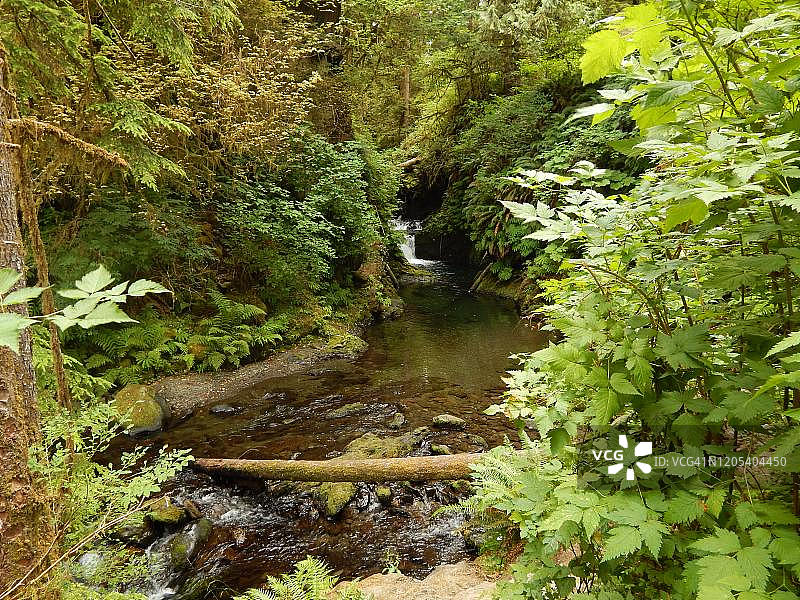 温带雨林中的瀑布和溪流图片素材