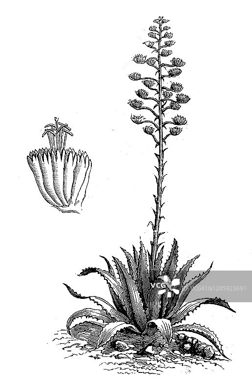 古董植物学插图:美洲龙舌兰，哨兵植物，世纪植物，maguey，美国芦荟图片素材