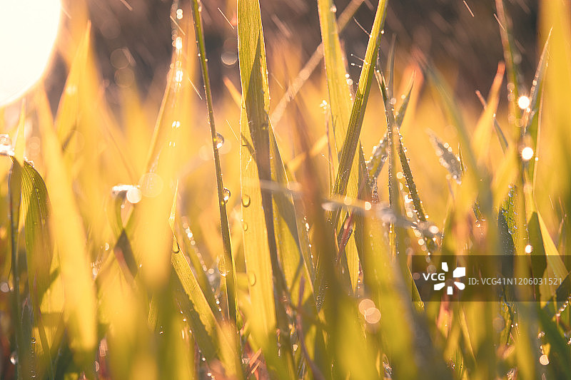雨后小草在阳光下。大量的水滴在树叶上使它闪闪发光。图片素材