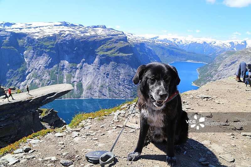 坐在挪威巨魔之巅的狗图片素材