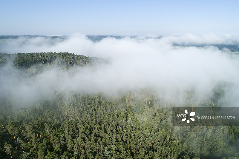鸟瞰图森林与雾在早晨，清澈的蓝色天空。图片素材