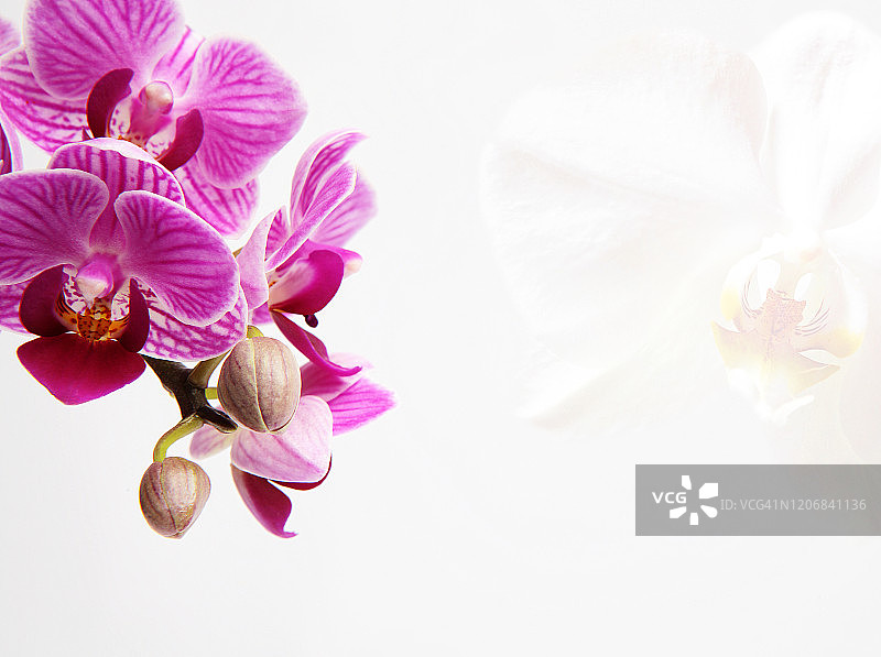 抽象的兰花植物图片素材