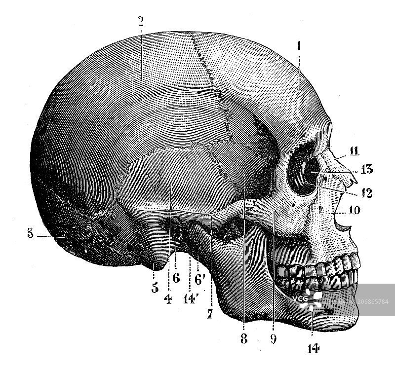 古董动物插图:人类头骨图片素材