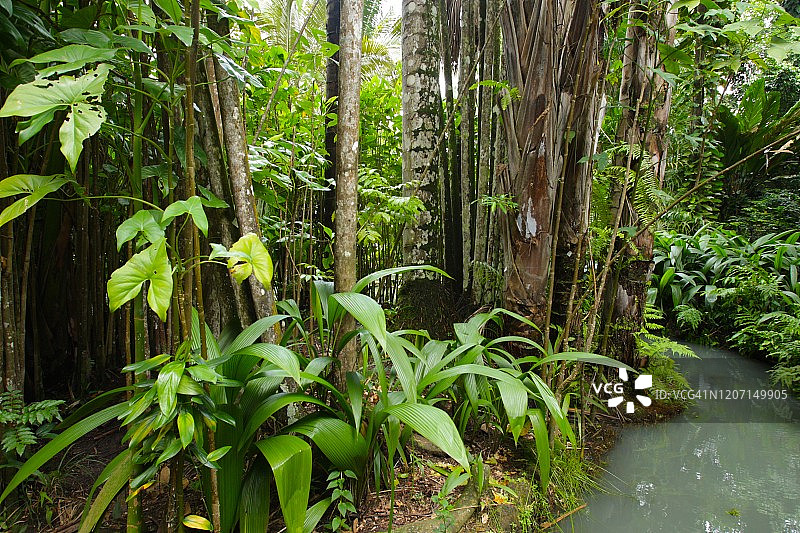 亚马逊森林在Belém城市的心脏，巴西图片素材