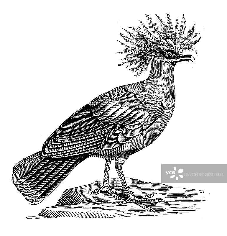 古董动物插画:冠鸽(Goura)图片素材