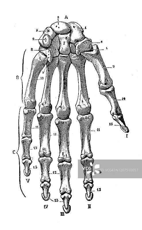 古董插图:人类手骨图片素材