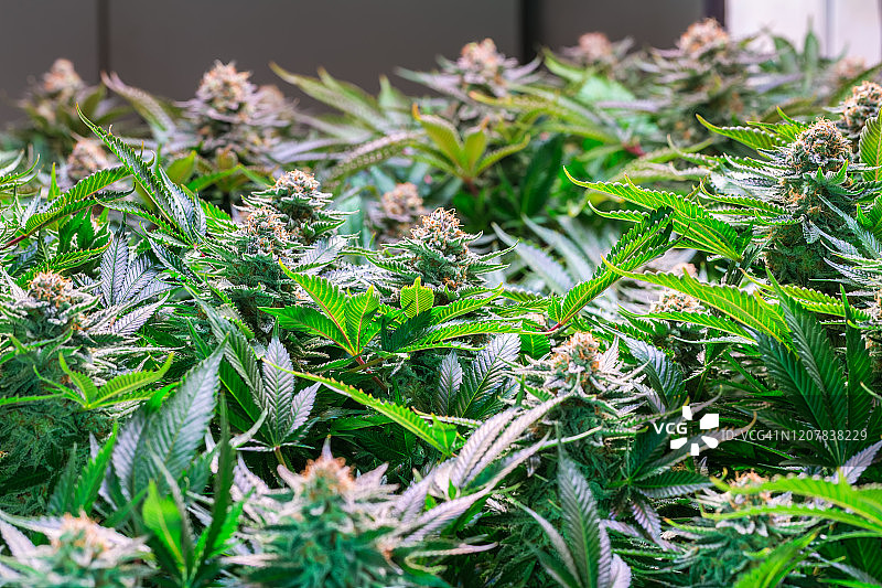 大麻植物花HDR图片素材