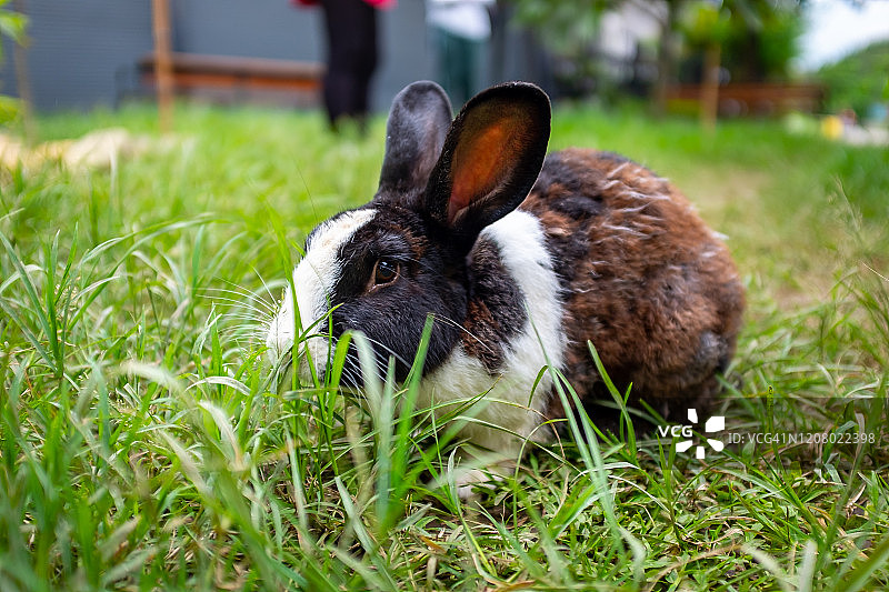 家养宠物兔(Oryctolagus cuuniculus)在公园的绿草地上图片素材