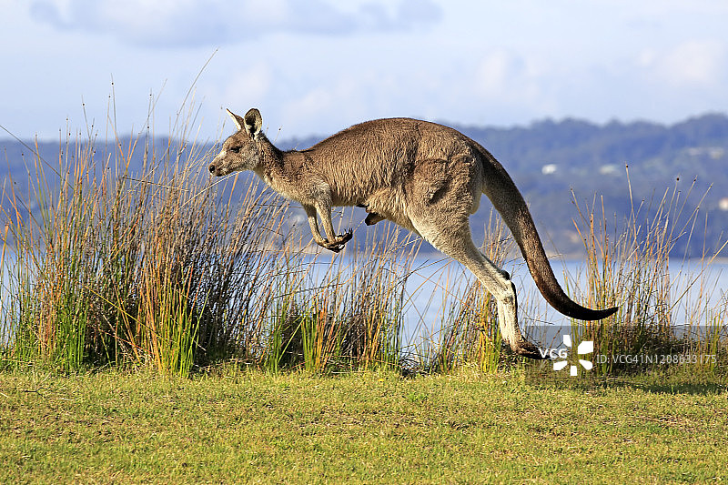 东部灰袋鼠，(大袋鼠)，雌性和幼仔袋在海滩上跳跃，马洛尼海滩，新南威尔士州，澳大利亚图片素材