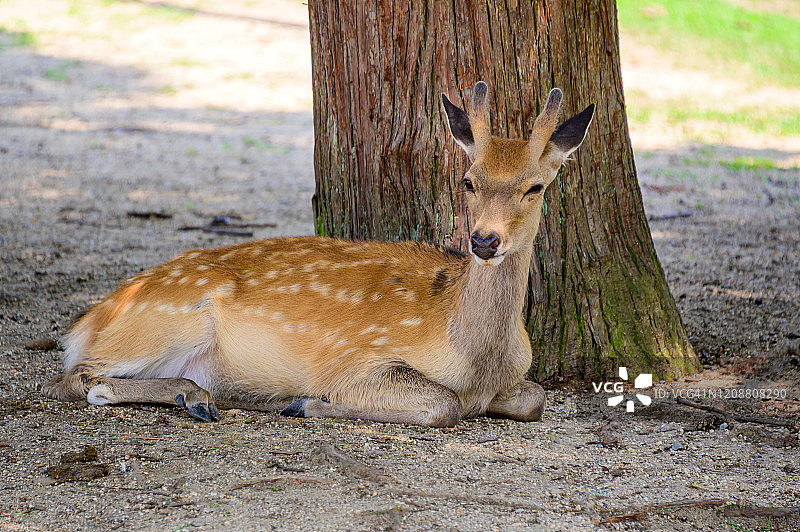 在日本奈良公园树荫下休息的鹿图片素材