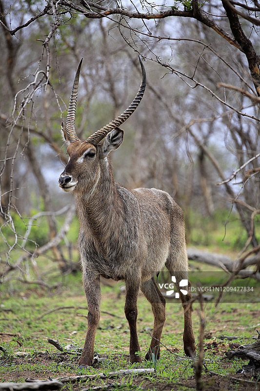 南非克鲁格国家公园，普通水羚(Kobus ellipsiprymnus)，成年雄性警惕寻找食物图片素材
