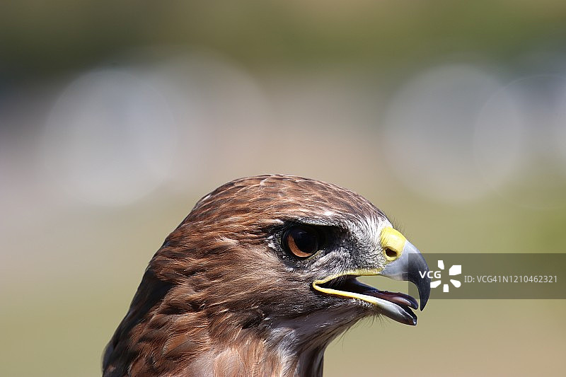 威严的红尾鹰，猛禽头部特写图片素材