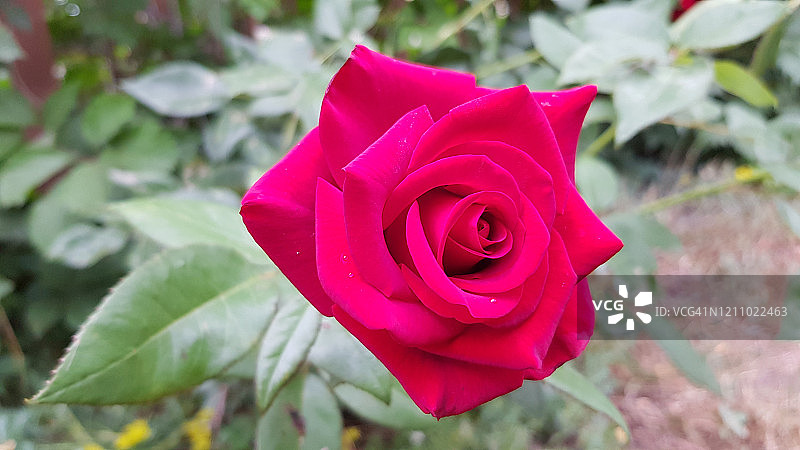 在花坛上，鲜红的玫瑰花在模糊的绿叶背景上的特写。花园中玫瑰丛中淡雅的红色花瓣。图片素材