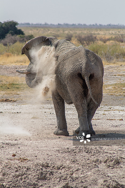 纳米比亚埃托沙国家公园里大象的侧面形象，用角抛撒沙子和灰尘以保护自己不受太阳的伤害图片素材