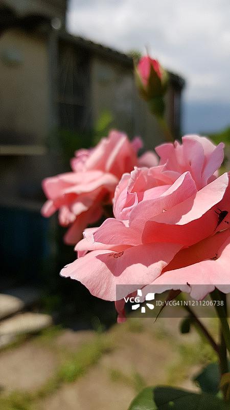 散焦盛开的玫瑰灌木与繁茂的粉红色花近距离上模糊的背景。茂盛的玫瑰和朦胧的玫瑰花蕾在明亮的阳光下。图片素材