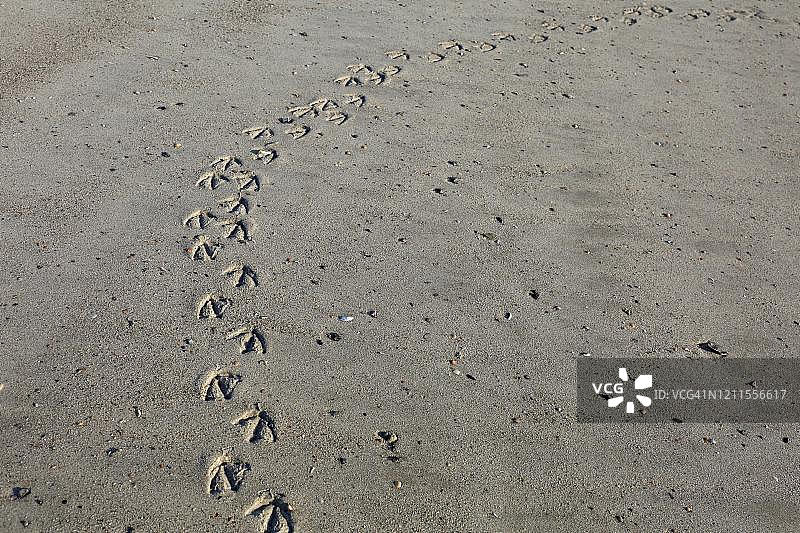 普通羽绒(Somateria mollissima)，海滩上的一个痕迹，瓦登海国家公园的下萨克森州，下萨克森州，德国图片素材