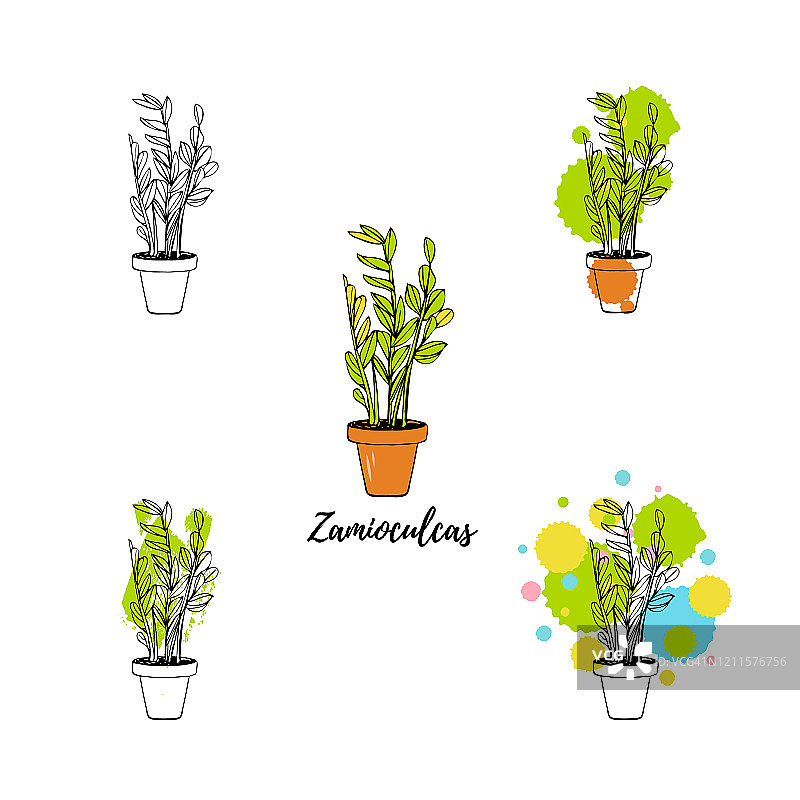 一套zamioculcas图标在白色的背景为不同的设计。图片素材