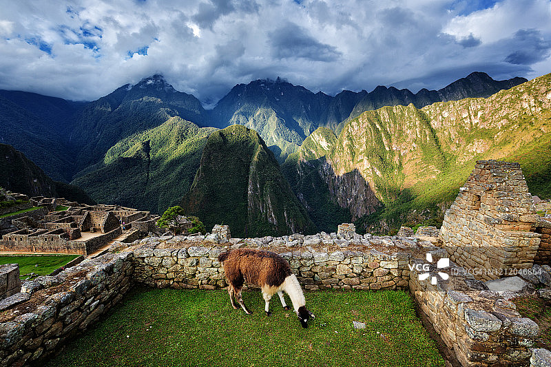 秋天的傍晚，秘鲁马丘比丘古城遗址的石墙旁放牧的美洲驼图片素材