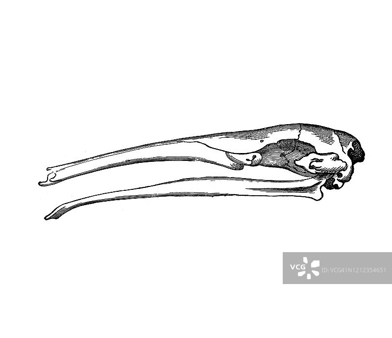 古刻插图食蚁兽-鲸目，有齿动物的头骨。古董插图，流行百科全书出版1894年。这幅作品的版权已过期图片素材