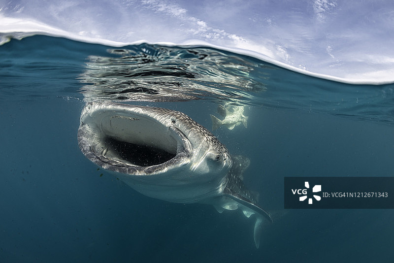 墨西哥下加利福尼亚，科尔特斯海，鲸鲨在水面上滤食桡足类动物。图片素材