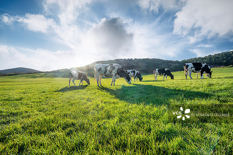 牛在草地上吃草图片素材