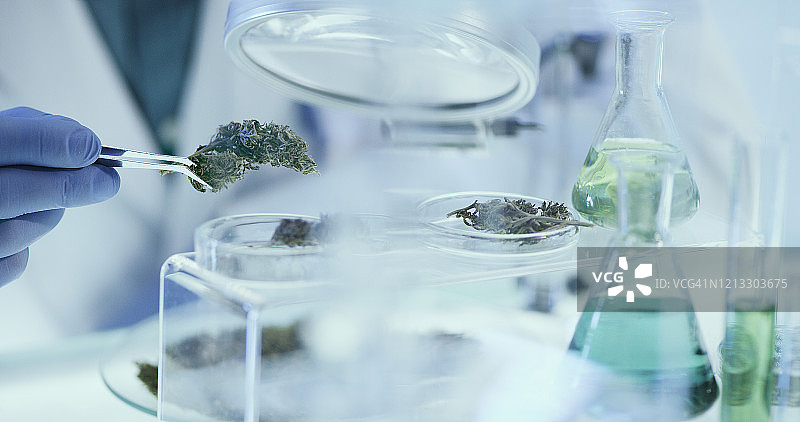 实验室检测医用大麻。长诚。图片素材