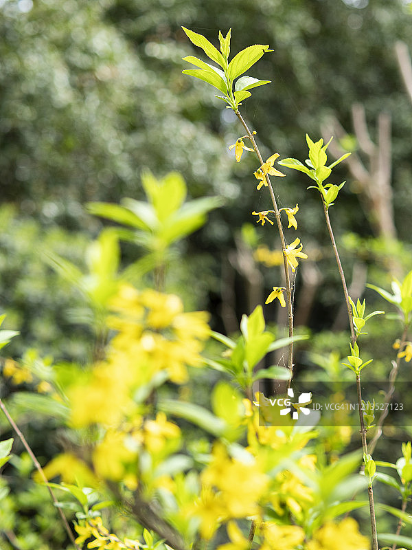 春天，中国杭州西湖公园的黄花盛开图片素材