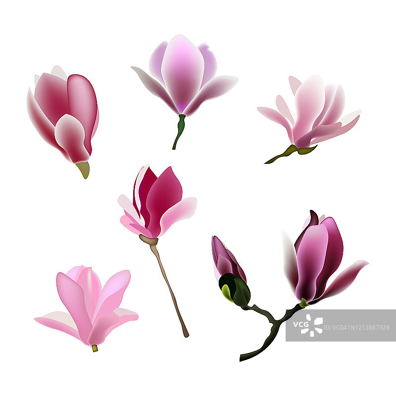白色背景上的紫紫色木兰花蕾。孤立。为设计元素。矢量插图。图片素材