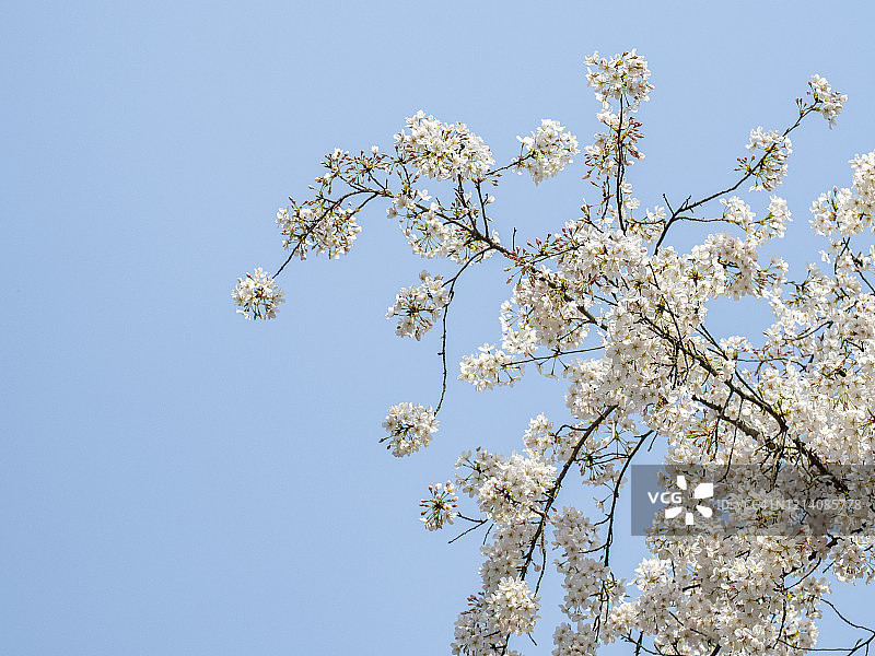 樱花在蔚蓝的天空中盛开图片素材