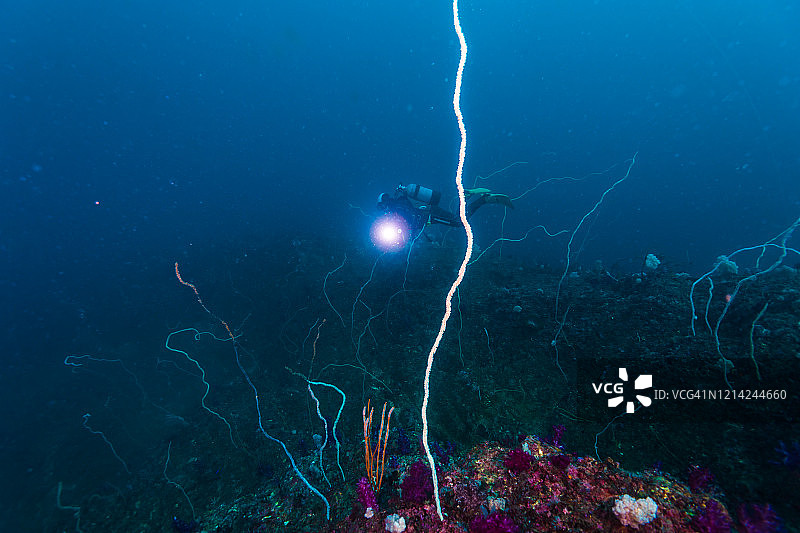 鞭珊瑚群和潜水员的剪影。图片素材
