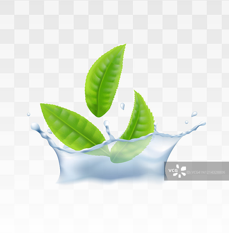 绿茶，薄荷草药叶子在水中真实的矢量插图孤立。图片素材