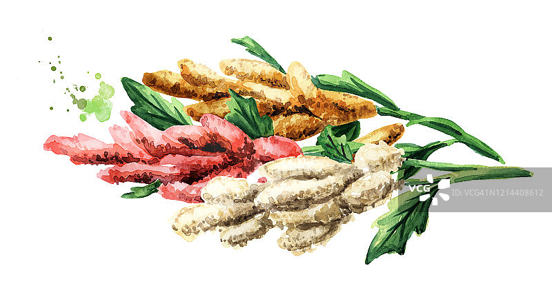 藜麦植物，手绘水彩插图，孤立在白色背景图片素材