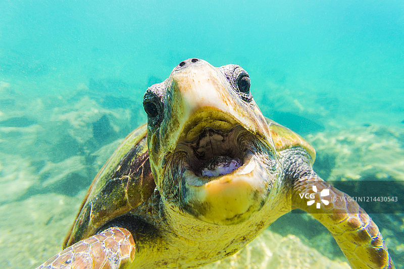 一个野生赤蠵龟张开嘴的特写，埃拉福尼索斯岛，拉科尼亚湾，伯罗奔尼撒，希腊，欧洲图片素材