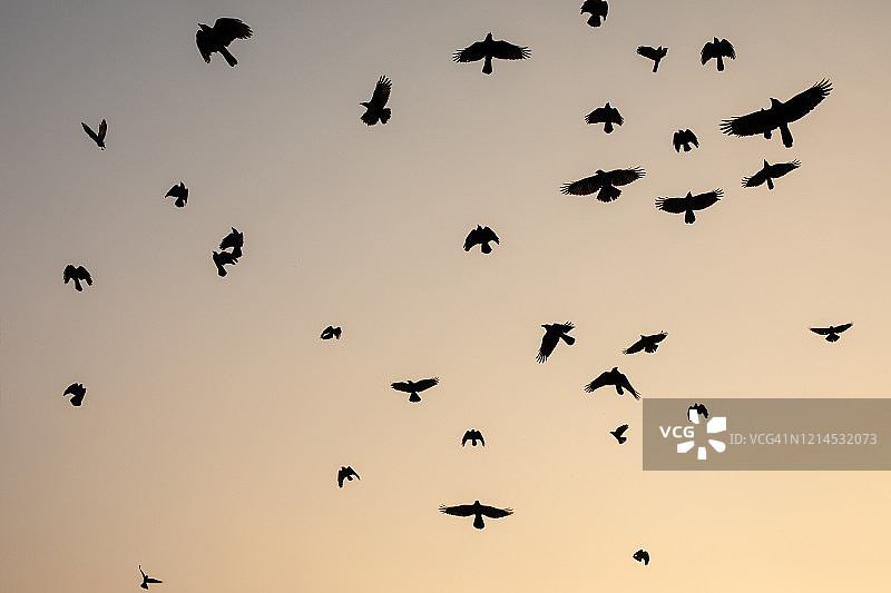 日落时分的鸟群图片素材